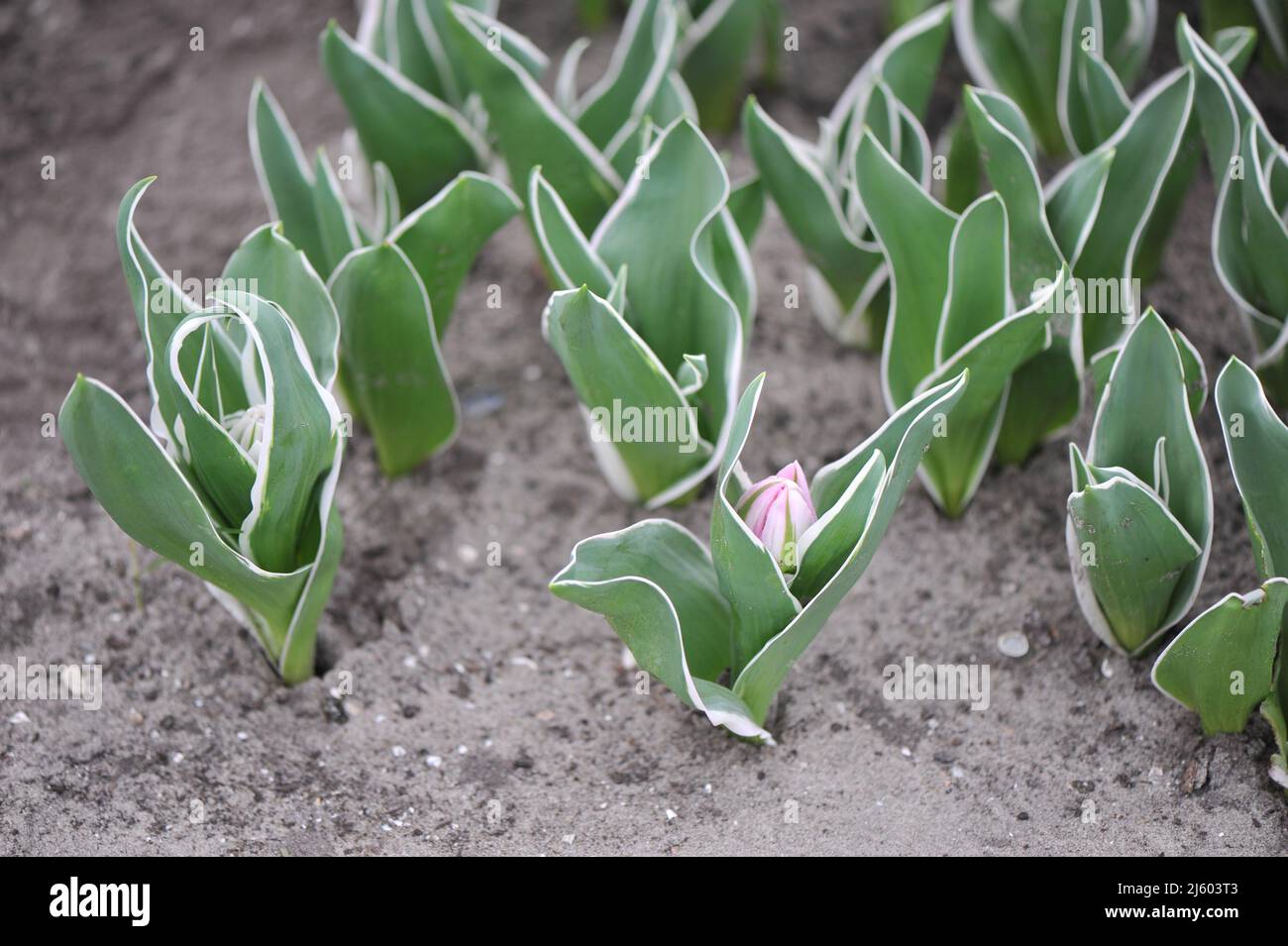 Tulipani doppi a fiore di peonia rosa (Tulipa) lettera d'amore con foglie variegate si preparano a fiorire in un giardino nel mese di marzo Foto Stock