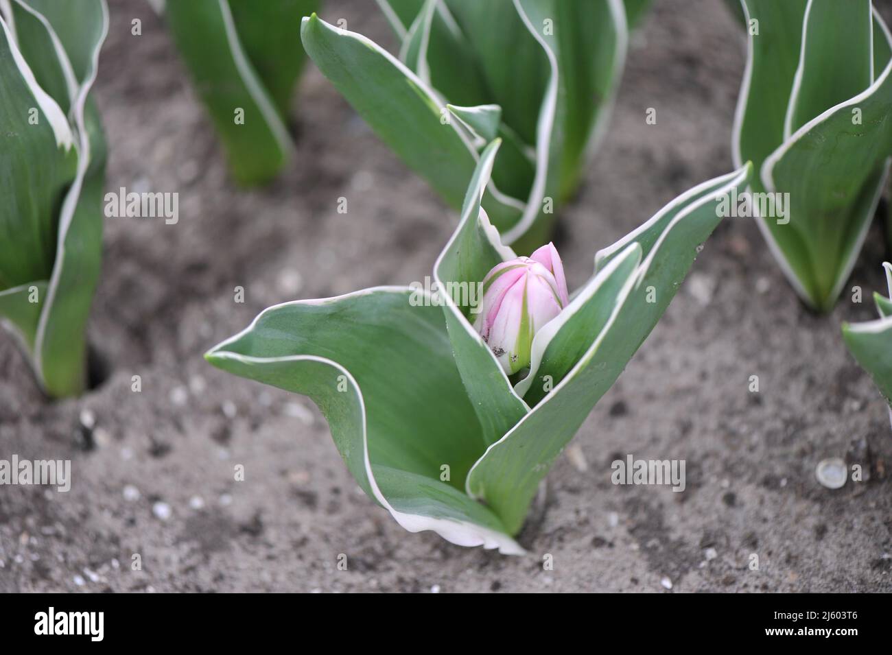 Tulipani doppi a fiore di peonia rosa (Tulipa) lettera d'amore con foglie variegate si preparano a fiorire in un giardino nel mese di marzo Foto Stock