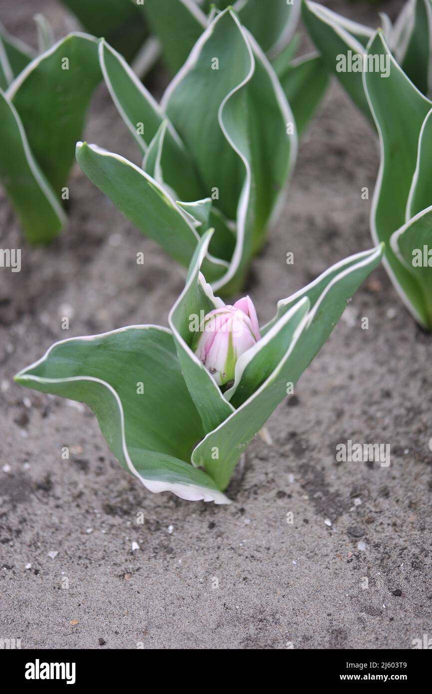 Tulipani doppi a fiore di peonia rosa (Tulipa) lettera d'amore con foglie variegate si preparano a fiorire in un giardino nel mese di marzo Foto Stock