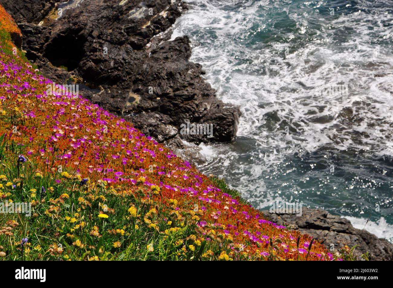 I fichi di Hottentot rosa viola e i fiori di vetch rene gialli scendono lungo la ripida scogliera verso le rocce e il mare schiumoso a Lizard punto sulla L Foto Stock