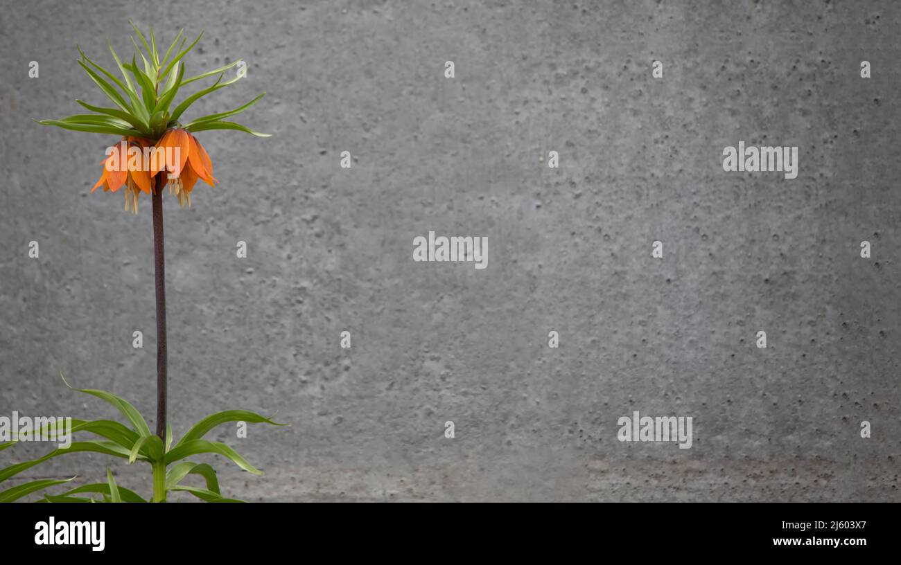 Fritillaria imperialis su uno sfondo grigio di muro di cemento sfocato. Fiori di primavera in giardino. Foto Stock
