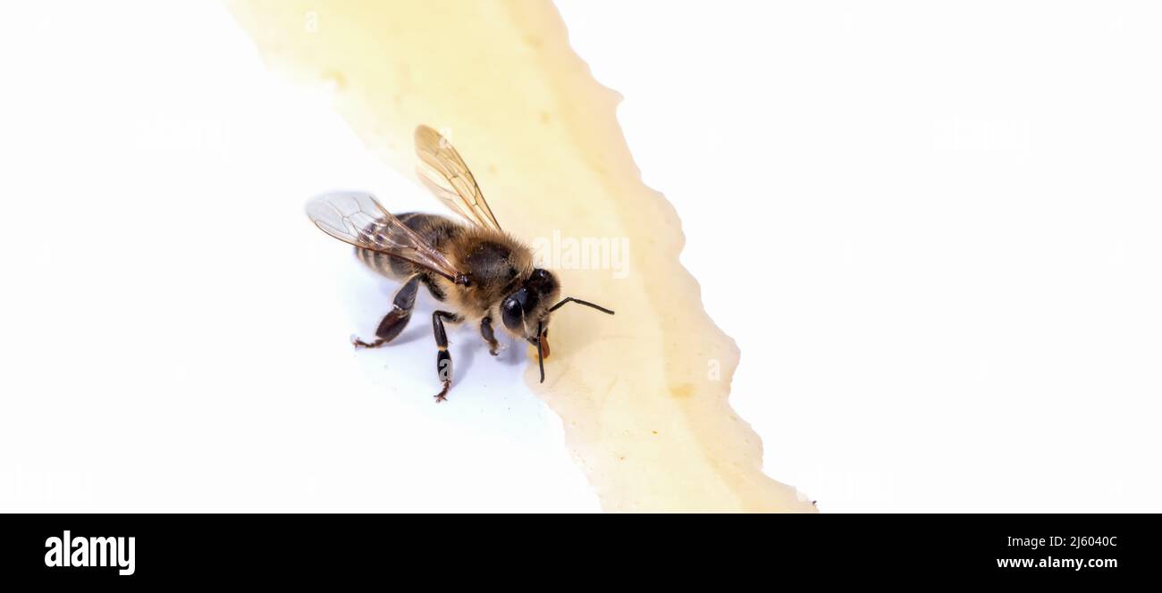 Ape su sfondo bianco consuma miele. Primo piano della foto. Foto Stock