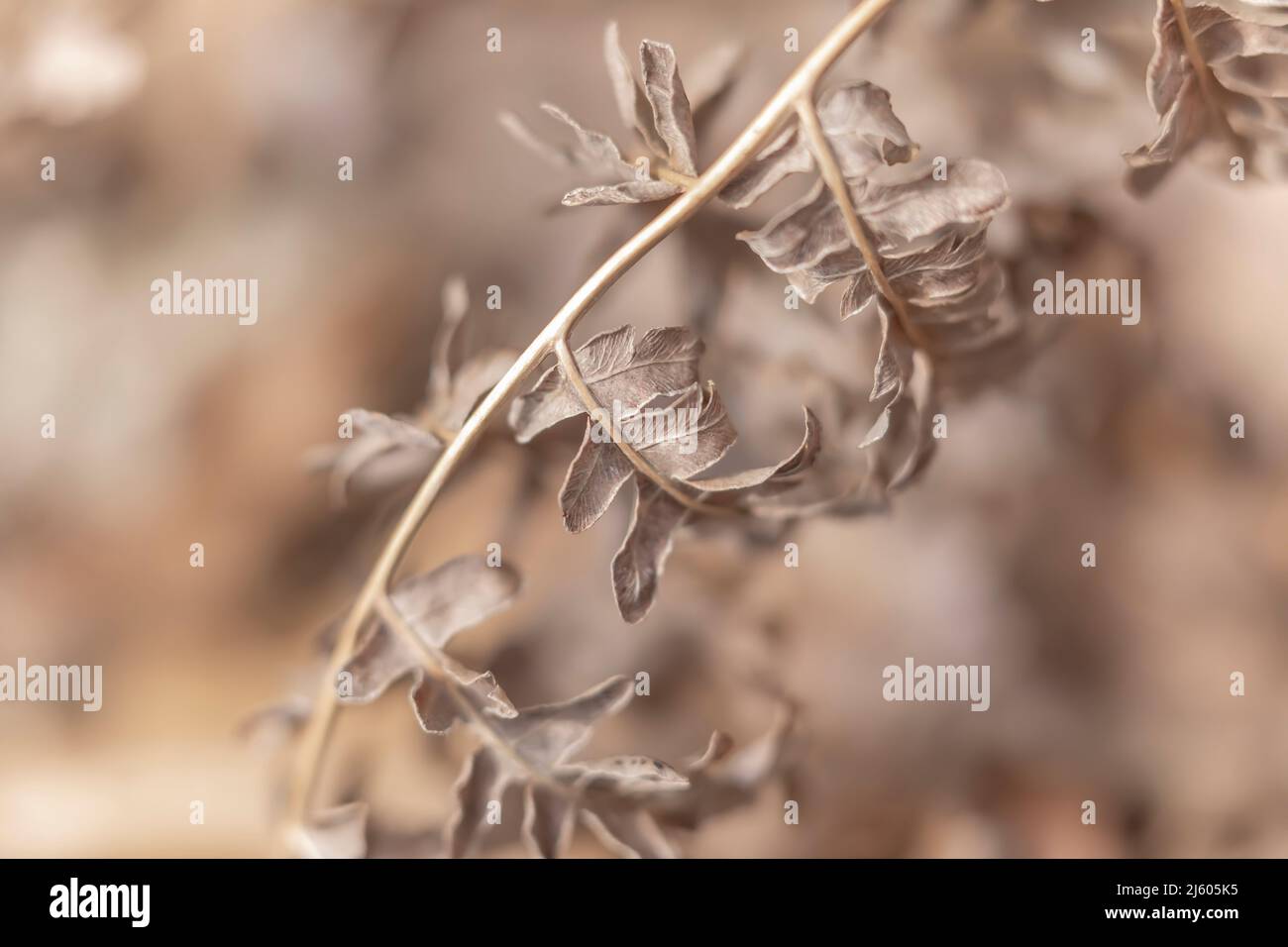 Bracken Fern essiccato, Pteridium aquilinum, in Michigan, USA Foto Stock