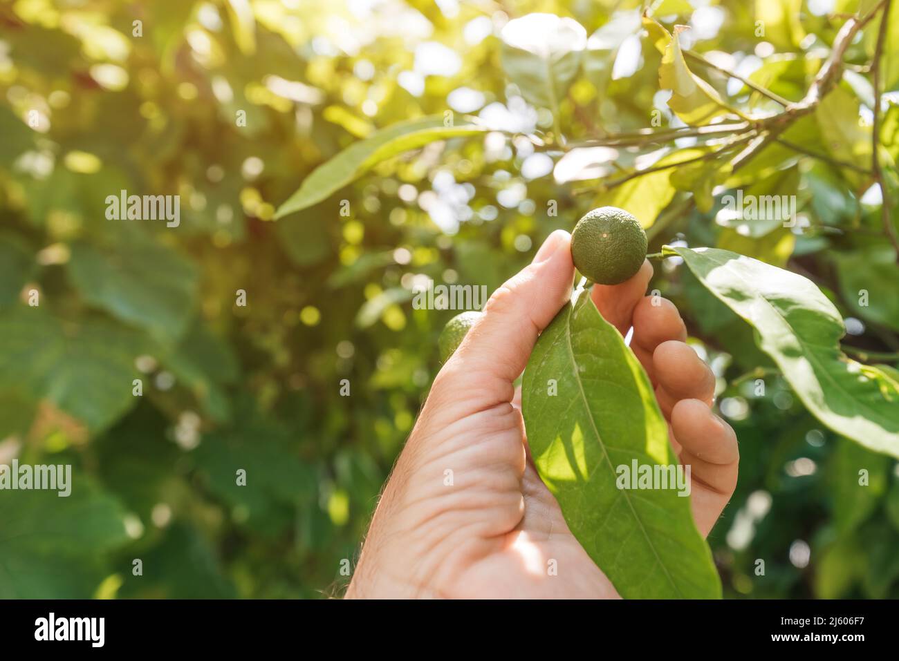 Coltivatore che controlla su frutta non matura di arancio mandarino in frutteto biologico, primo piano di mano maschile con fuoco selettivo Foto Stock