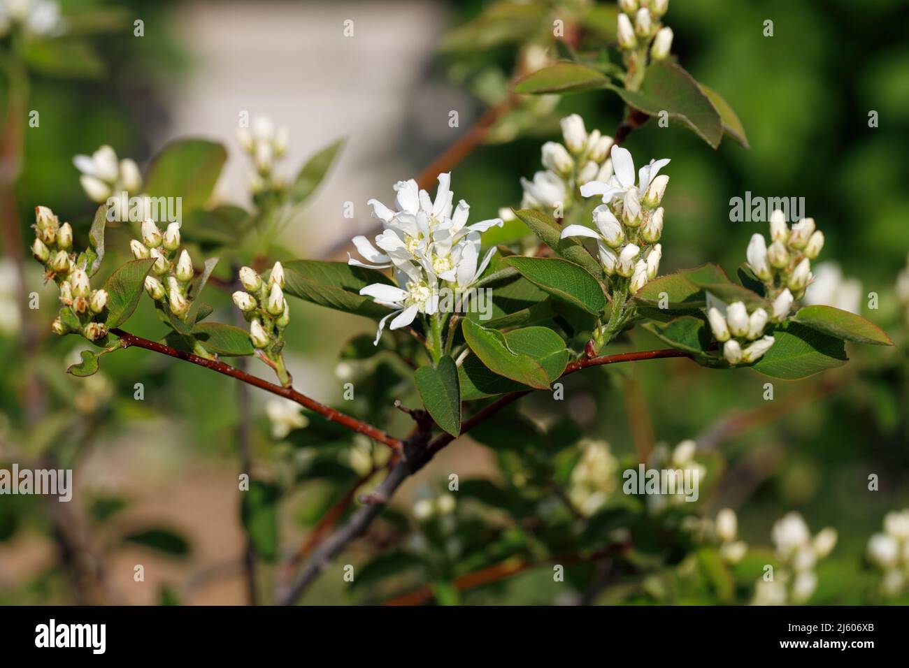 Fiori bianchi di Amelanchier alnifolia Var. Pianta di Cusickii Foto Stock