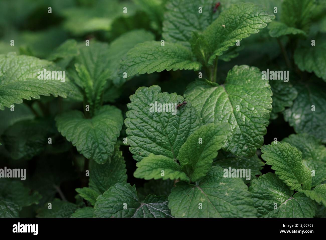 Foglie di limone balsamo con una piccola antera Foto Stock