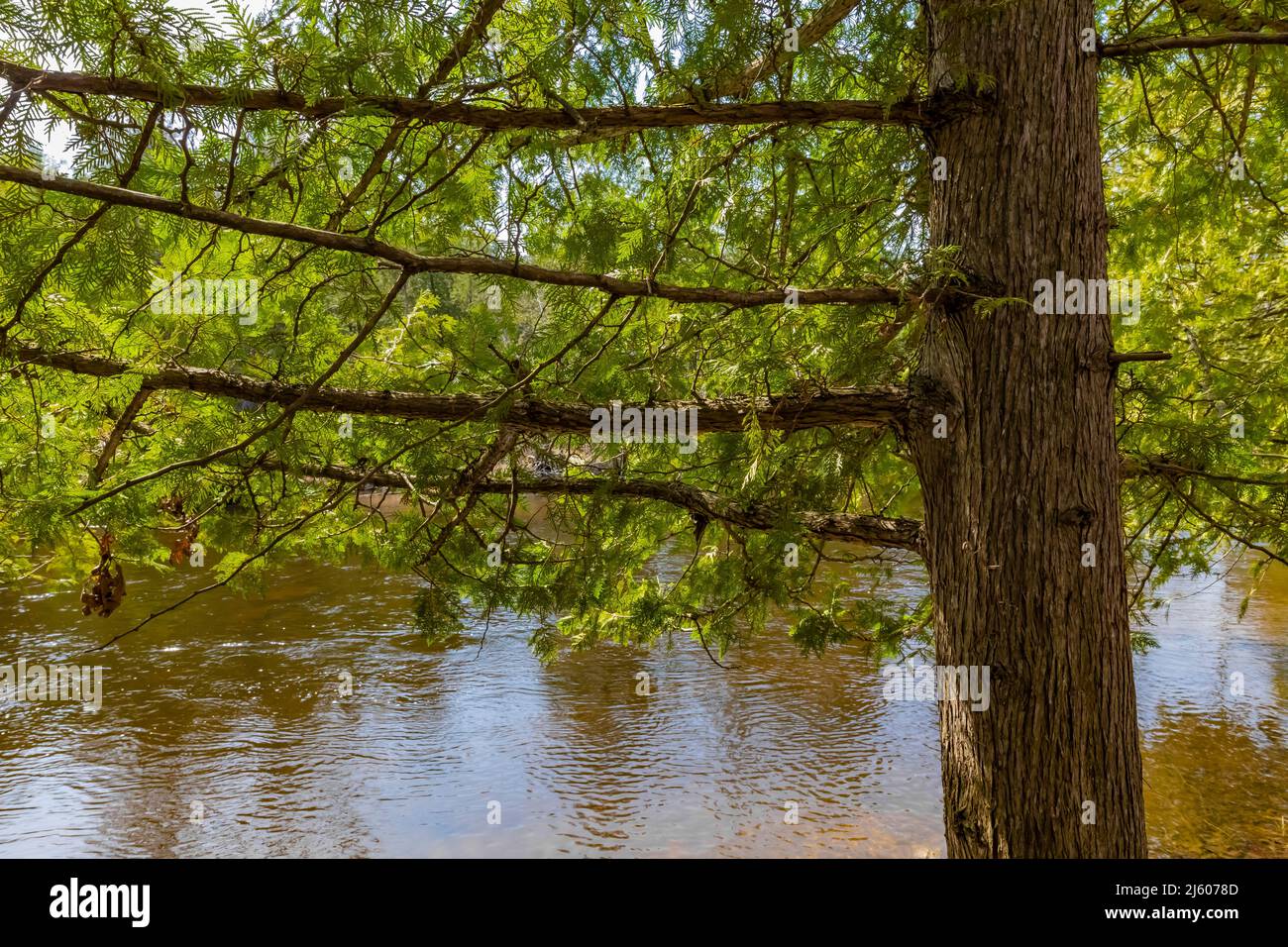 Northern White Cedar, Thuja occidentalis, alberi lungo il fiume Chippew nella riserva Sylvan Solace vicino al monte Pleasant, Michigan, Stati Uniti Foto Stock