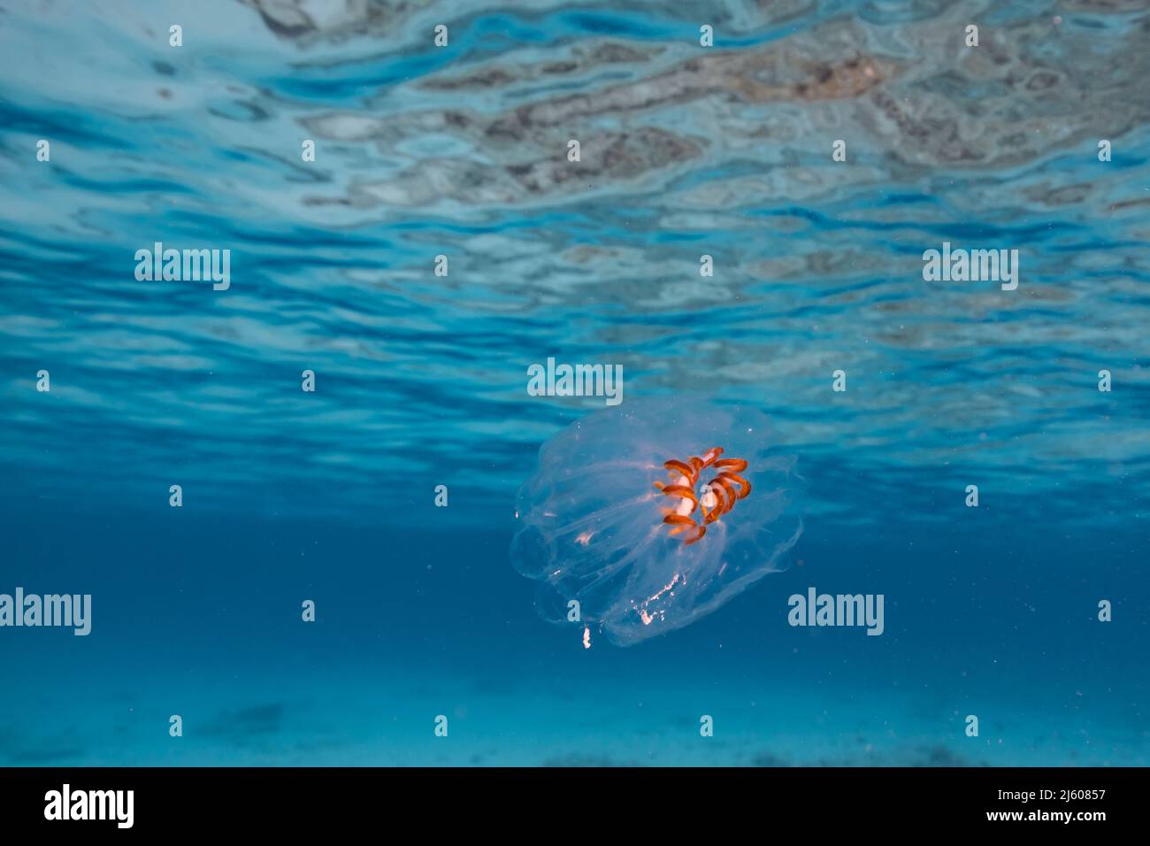 Stagcape con salpa, Tunicate nelle acque turchesi del Mar dei Caraibi, Curacao Foto Stock