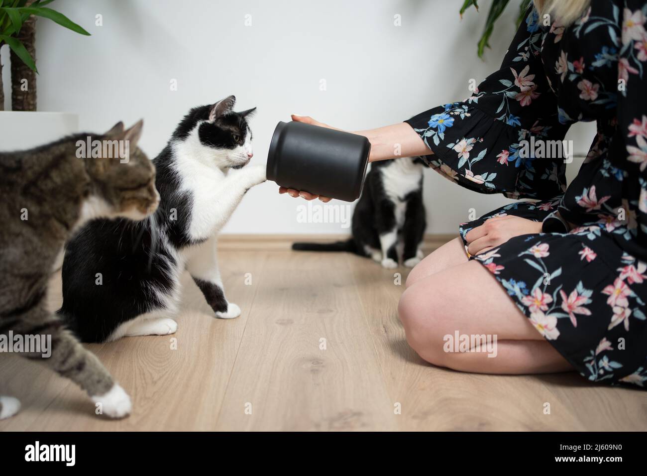 il proprietario dell'animale domestico di sesso femminile si inginocchia sul pavimento tenendo il vaso di trattamento davanti ai gatti affamati. Un gatto si sta raggiungendo per spuntini con la zampa. Foto Stock