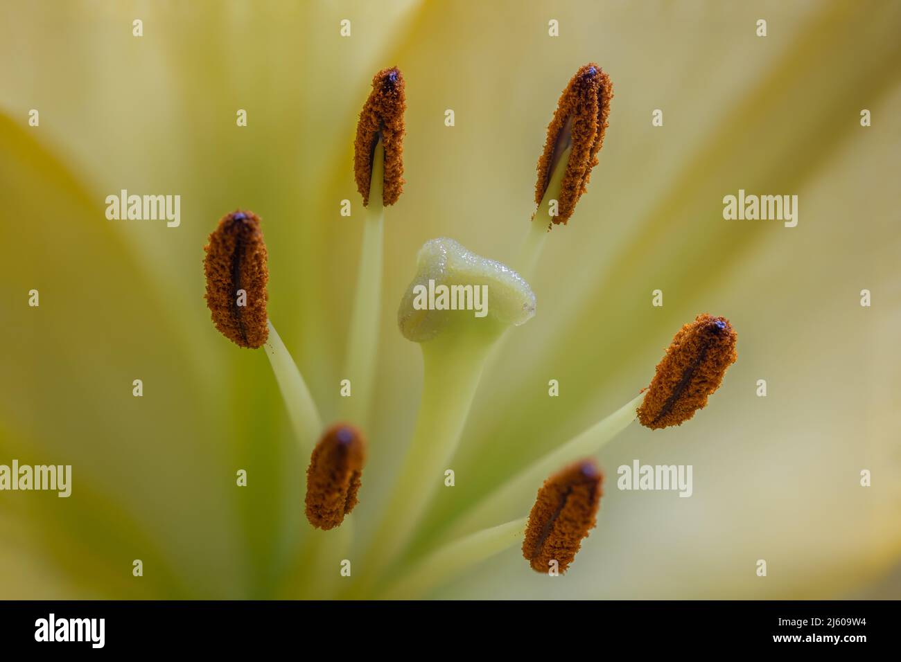 Macro shot di giglio giallo Close-up Foto Stock