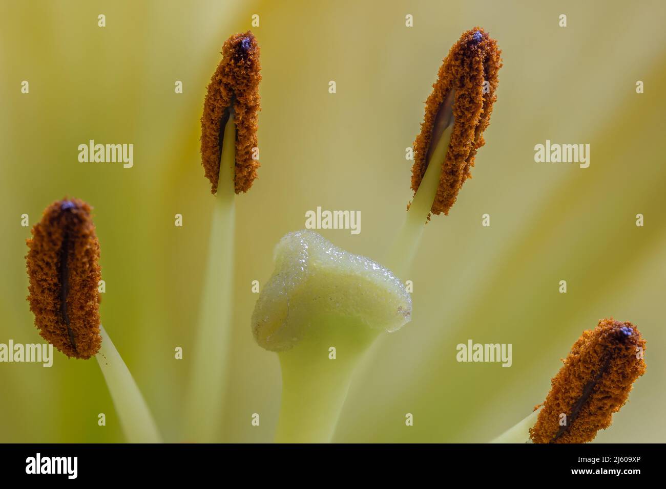 Macro shot di giglio giallo Close-up Foto Stock