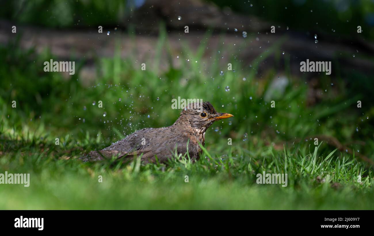 Femmina Blackbird Turdus merula bagno in una piscina del Nord Norfolk giardino. Foto Stock