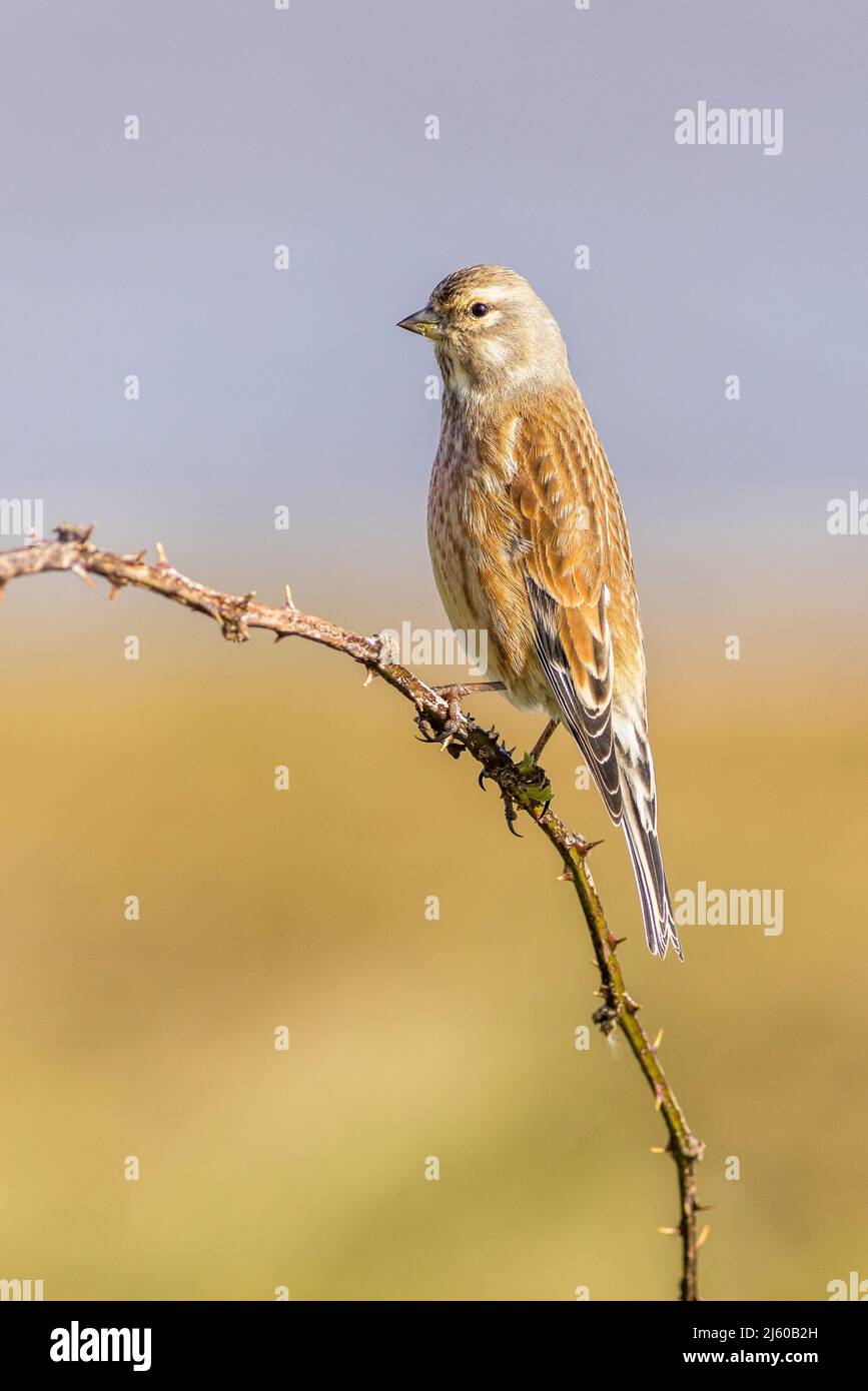 Linnet (Linaria cannabina) arroccato su un ramo Foto Stock