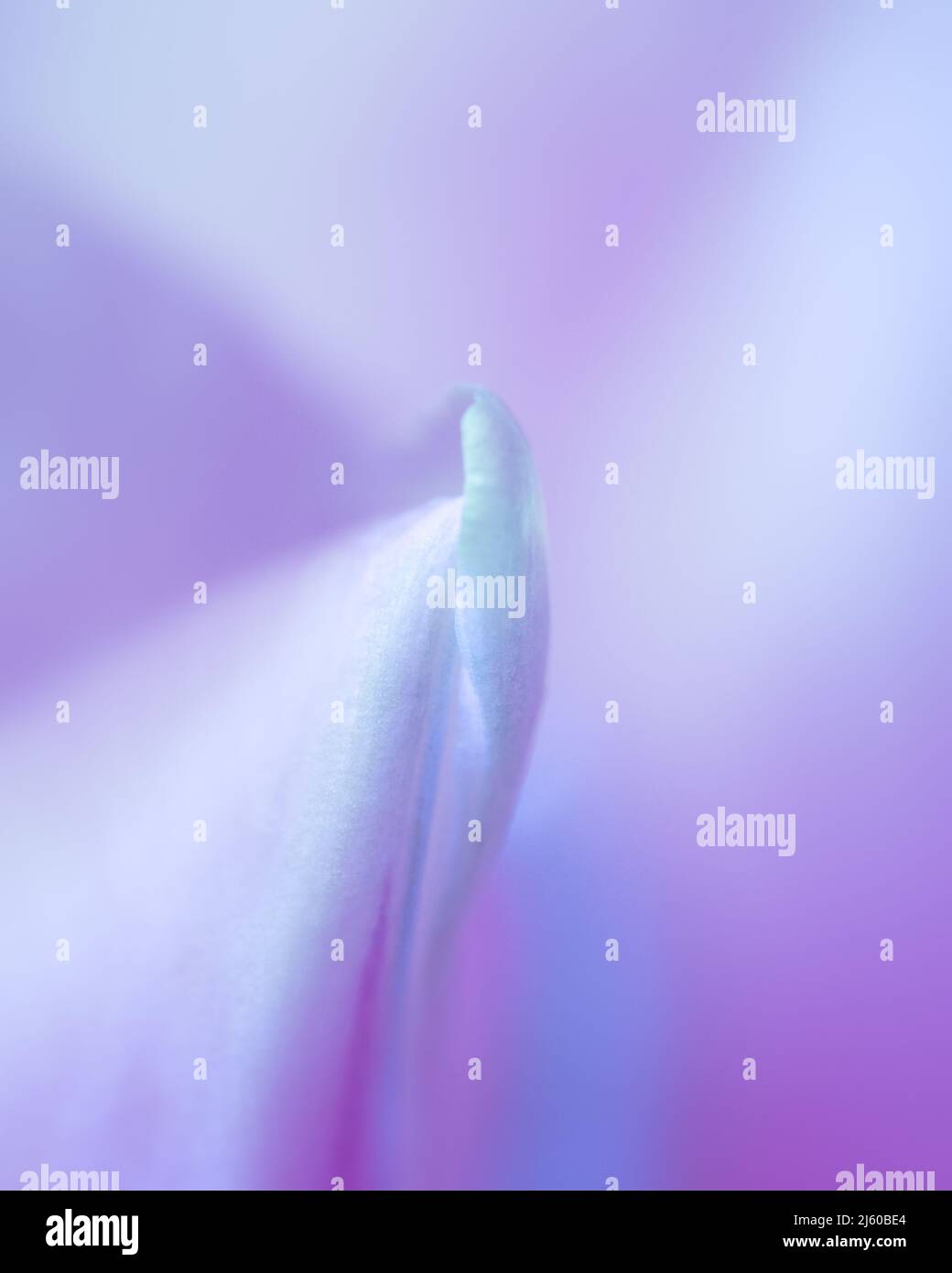 Petali di tulipano viola pastello che si uniscono Foto Stock