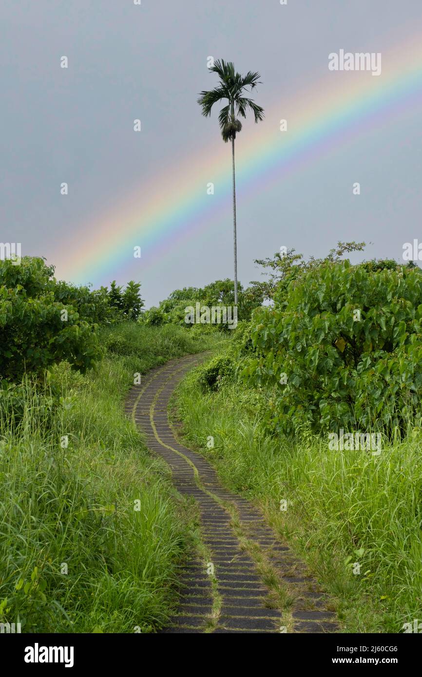 Campuhan Ridge Walking Path con una sola palma e vegetazione lussureggiante con arcobaleno luminoso in cielo grigio Foto Stock