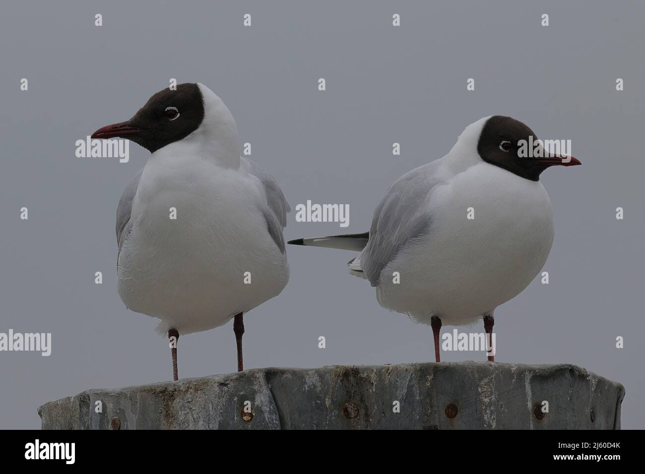disputa tra gabbiani a testa nera che si posano su un palo Foto Stock