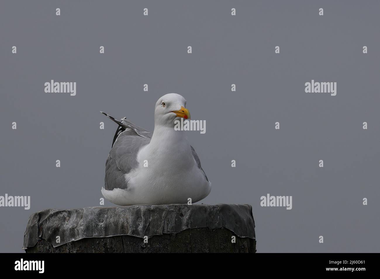 primo piano di un gabbiano di aringa su un palo Foto Stock