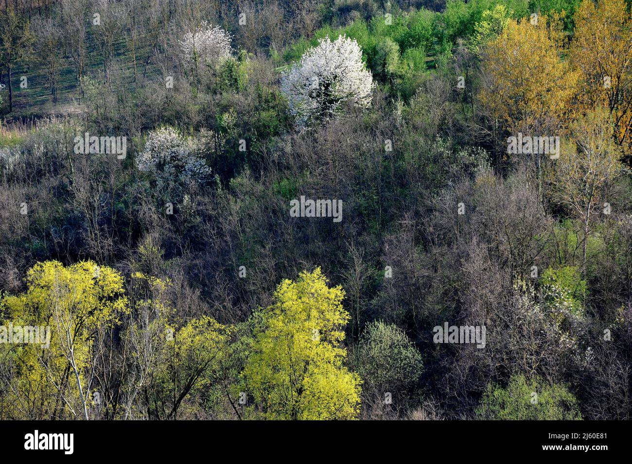 CA3082 NPN Alta Corrente Transistor CA3082 Array NPN Ad Alta Corrente - DIP16, Per Circuiti General Purpose Transistor Per Circuiti Integrati - Foto 2