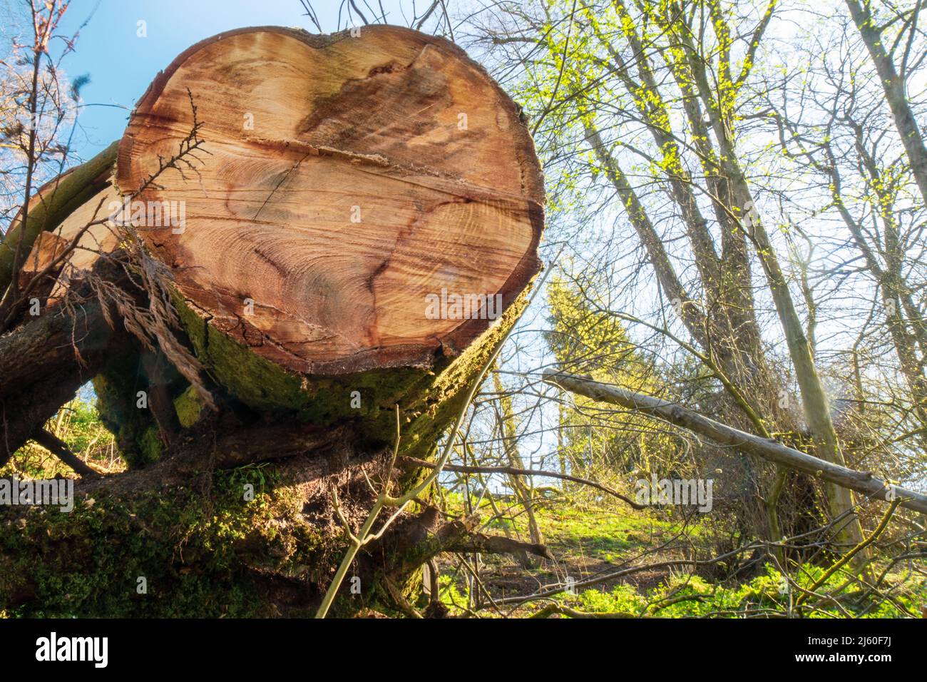 Albero abbattuto nella riserva naturale di Cumbernauld Glen. Scozia. REGNO UNITO. L'antico bosco di Cumbernauld Glen è un paradiso per la fauna selvatica. Fauna selvatica scozzese Foto Stock