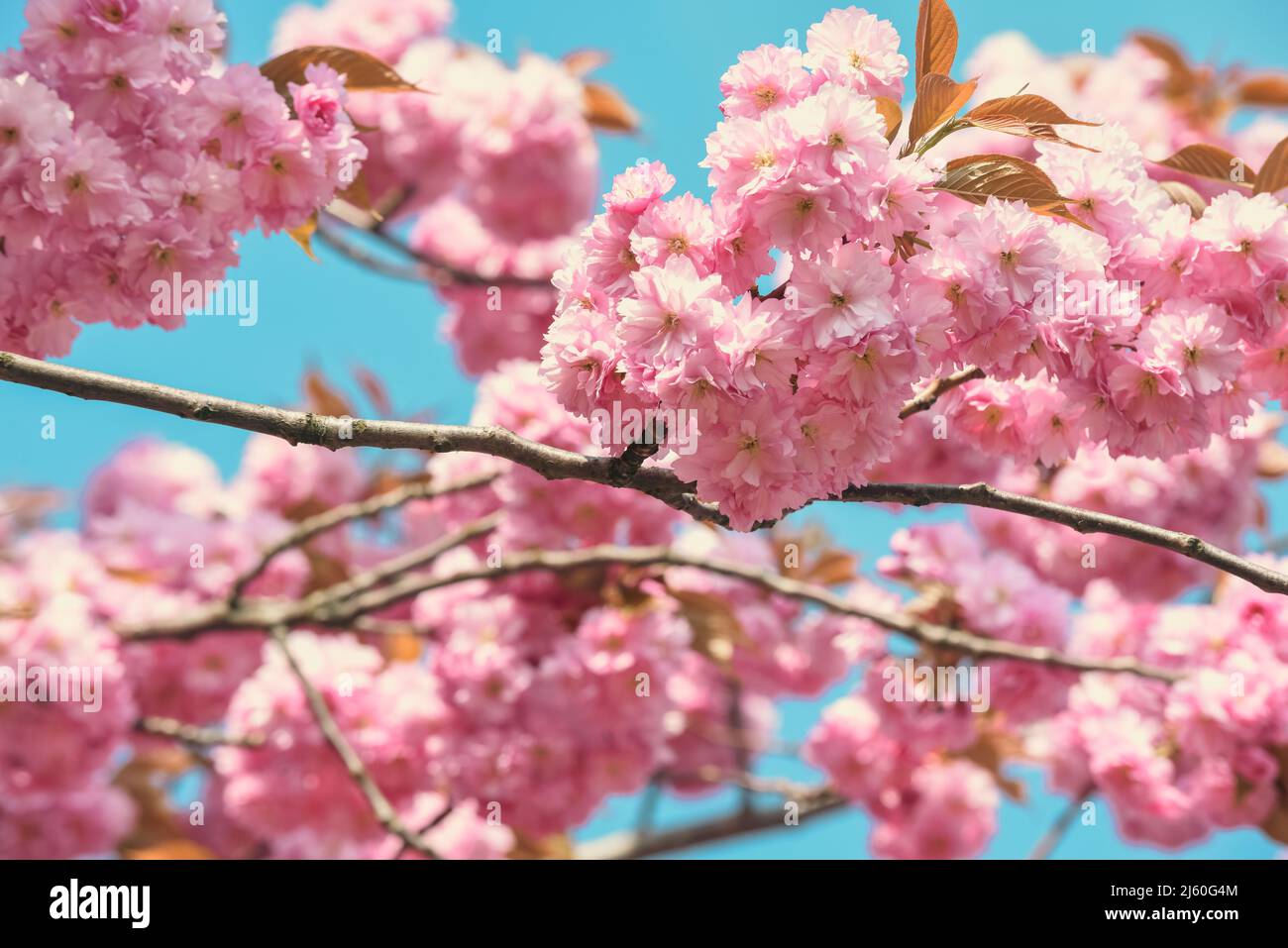 Fiore di ciliegio in fiore sull'albero con sfondo cielo blu Foto Stock