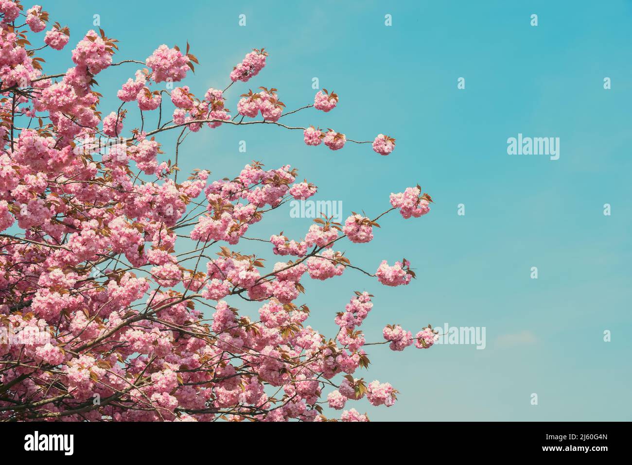 Fiore di ciliegio in fiore sull'albero con sfondo cielo blu Foto Stock