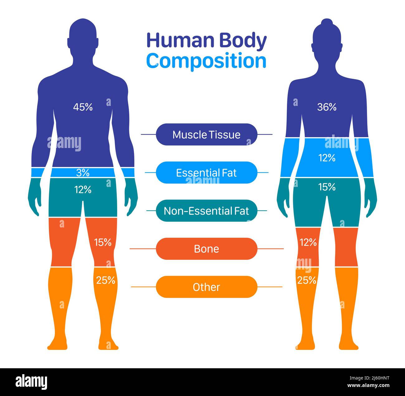 Confronto tra composizione corporea sana maschile e femminile. Illustrazione vettoriale del grafico di composizione del corpo umano. Illustrazione Vettoriale