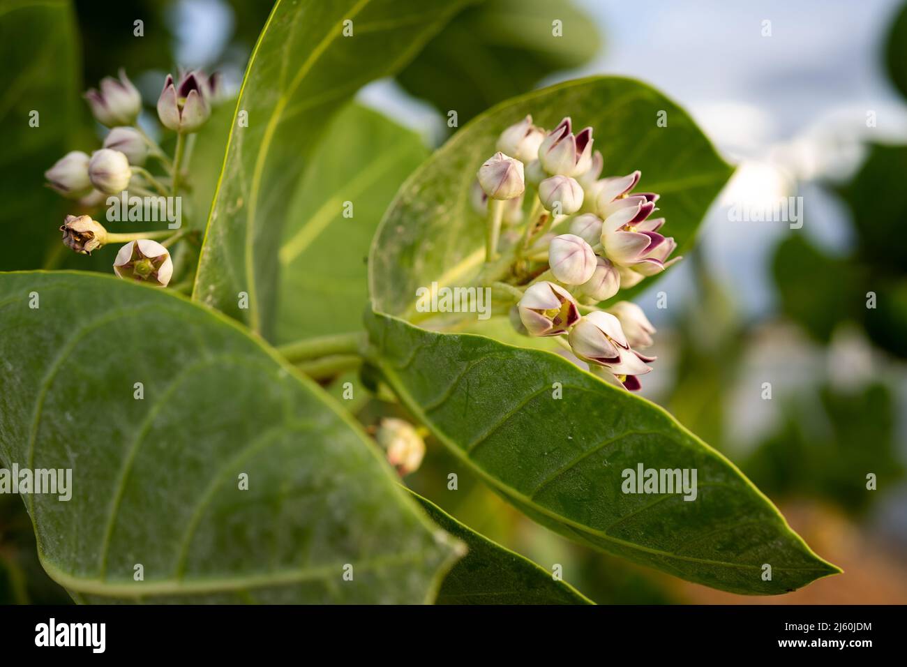 particolare di cespuglio di fiori di seta (calotropis procera) Foto Stock