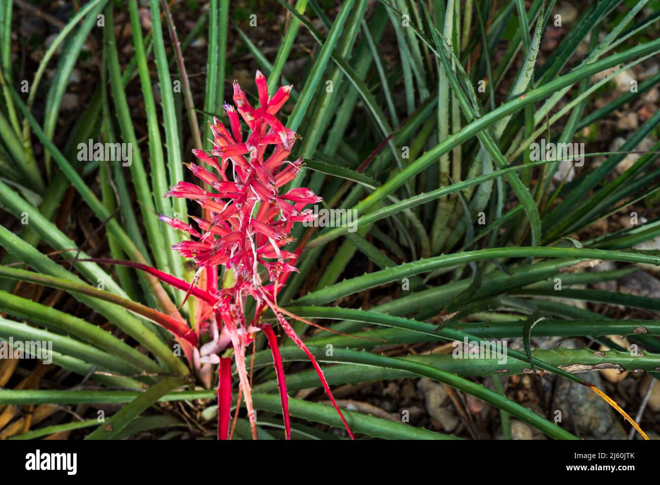 Bromeliads nativamente conosciuto come macambira nella caatinga del Brasile nord-orientale Foto Stock