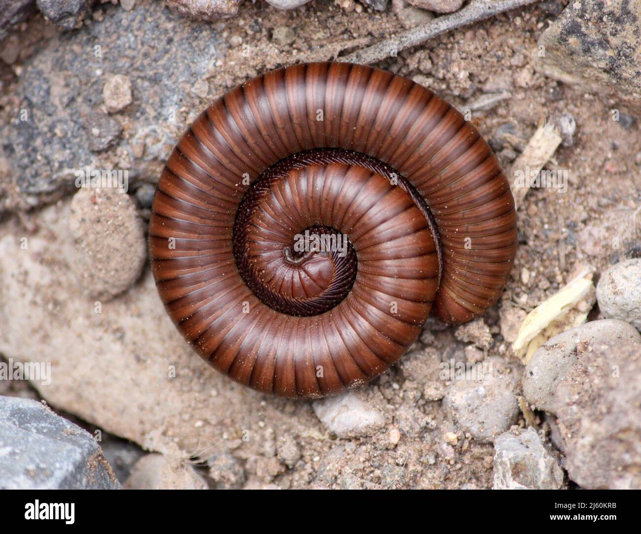 Millipede tubolare marrone che riposa in una spirale stretta su terreno roccioso Foto Stock