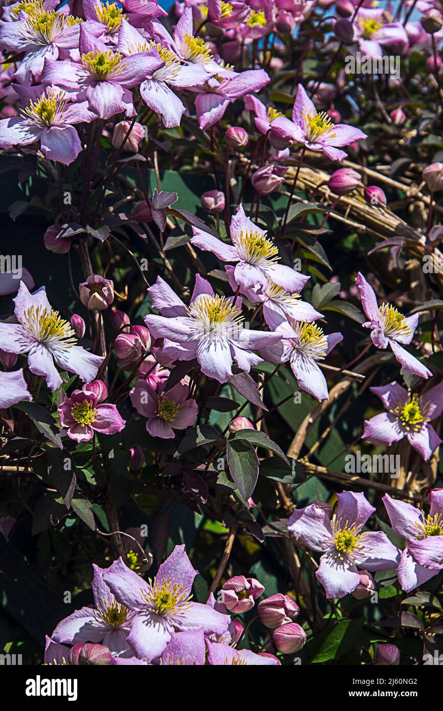 Bella rosa quattro petalled Clematis Montana della varietà Rubens Foto Stock