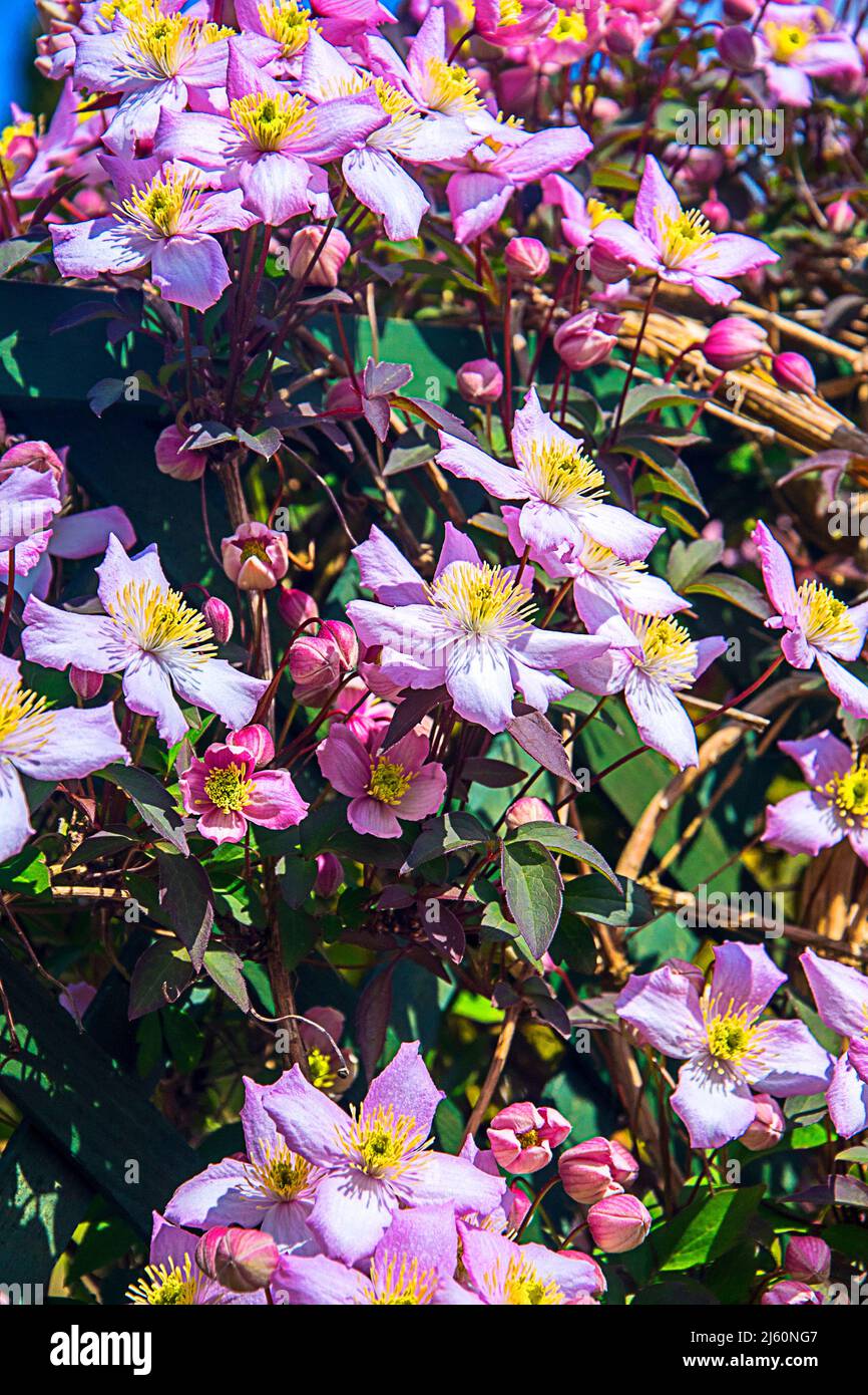 Bella rosa quattro petalled Clematis Montana della varietà Rubens Foto Stock