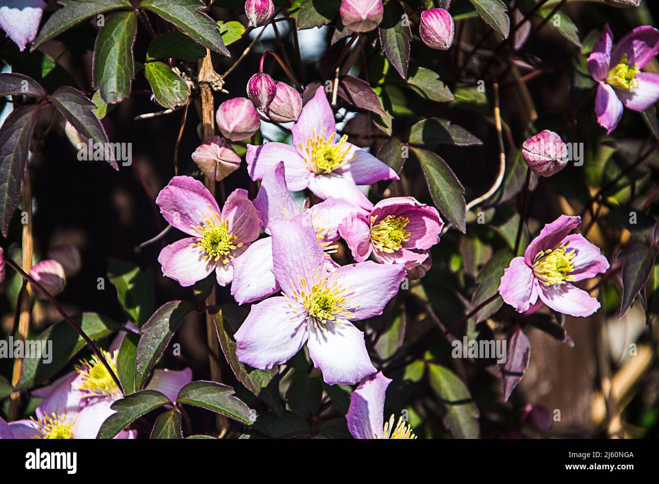 Bella rosa quattro petalled Clematis Montana della varietà Rubens Foto Stock
