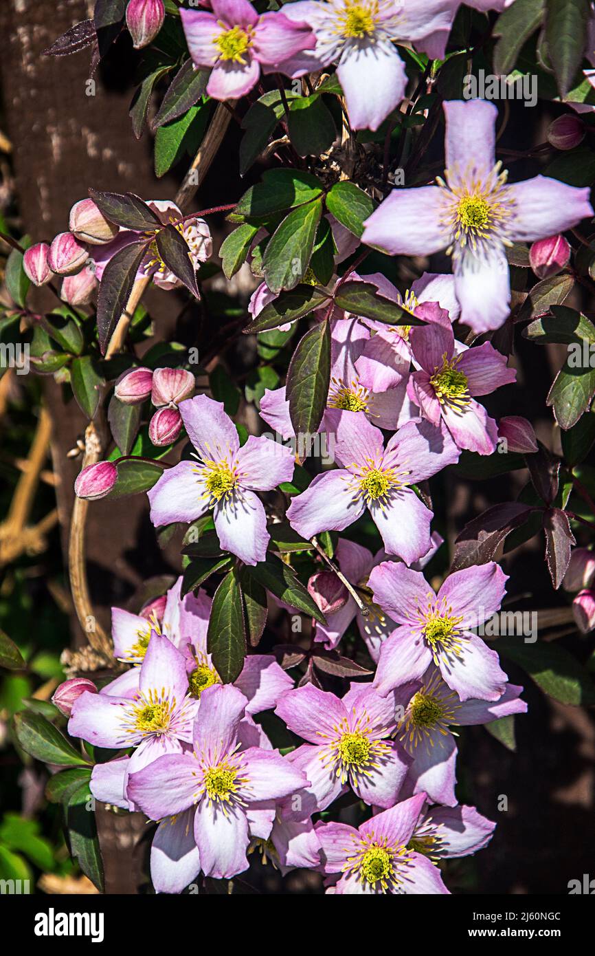 Bella rosa quattro petalled Clematis Montana della varietà Rubens Foto Stock