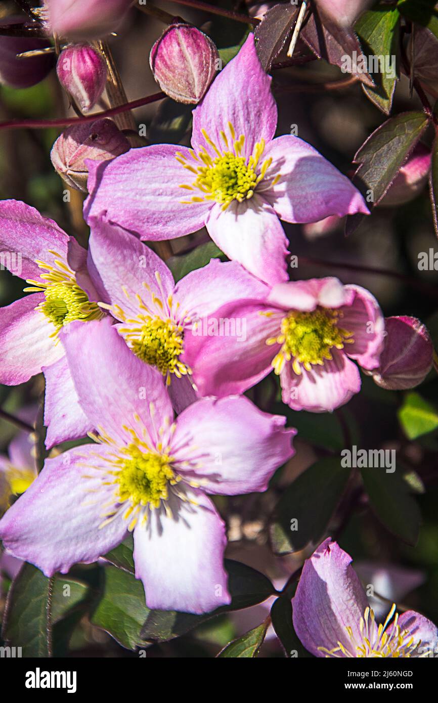 Bella rosa quattro petalled Clematis Montana della varietà Rubens Foto Stock