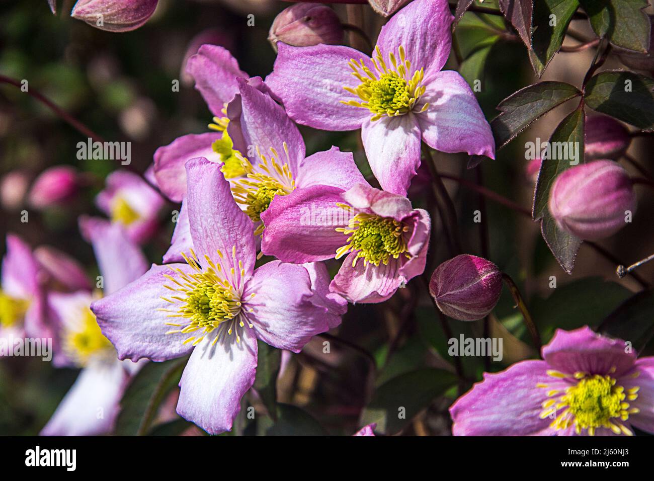 Bella rosa quattro petalled Clematis Montana della varietà Rubens Foto Stock