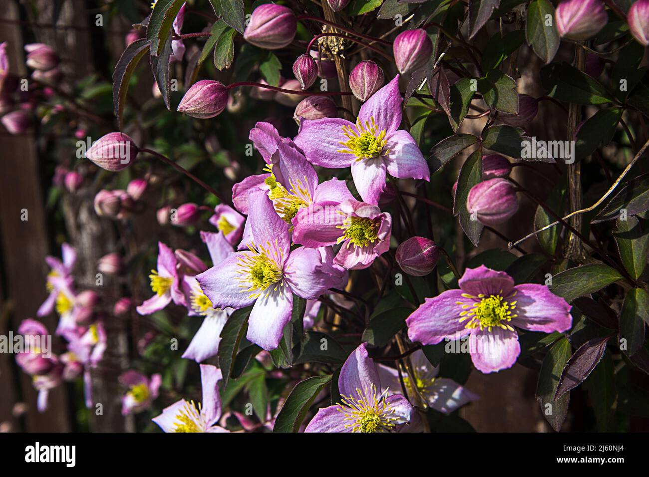 Bella rosa quattro petalled Clematis Montana della varietà Rubens Foto Stock