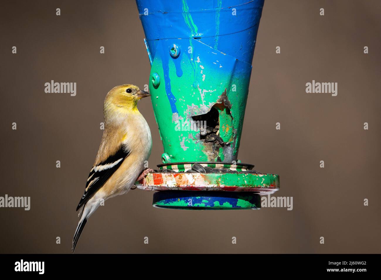Goldfinch americano che mangia semi di girasole in un parco durante una giornata invernale. Foto Stock