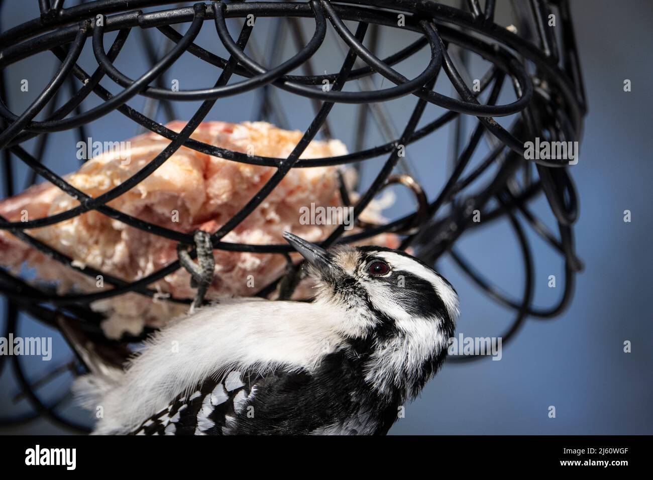 Woodpecker che mangia all'alimentatore di sego in un giorno di mattina d'inverno. Foto Stock
