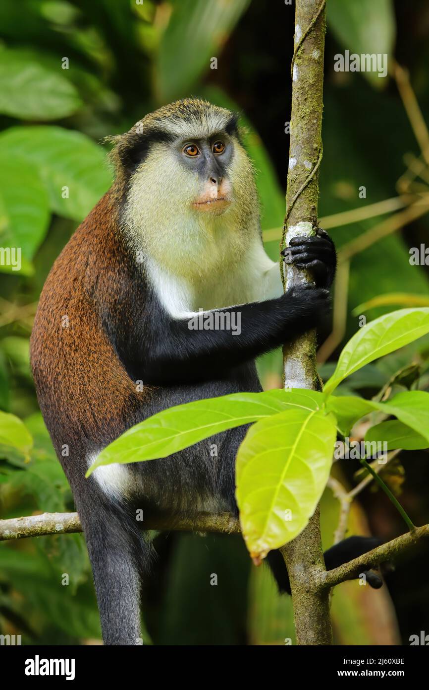 Scimmia Mona (Cercopithecus mona) seduta su un albero, Parco Nazionale Grand Etang, Grenada. Foto Stock