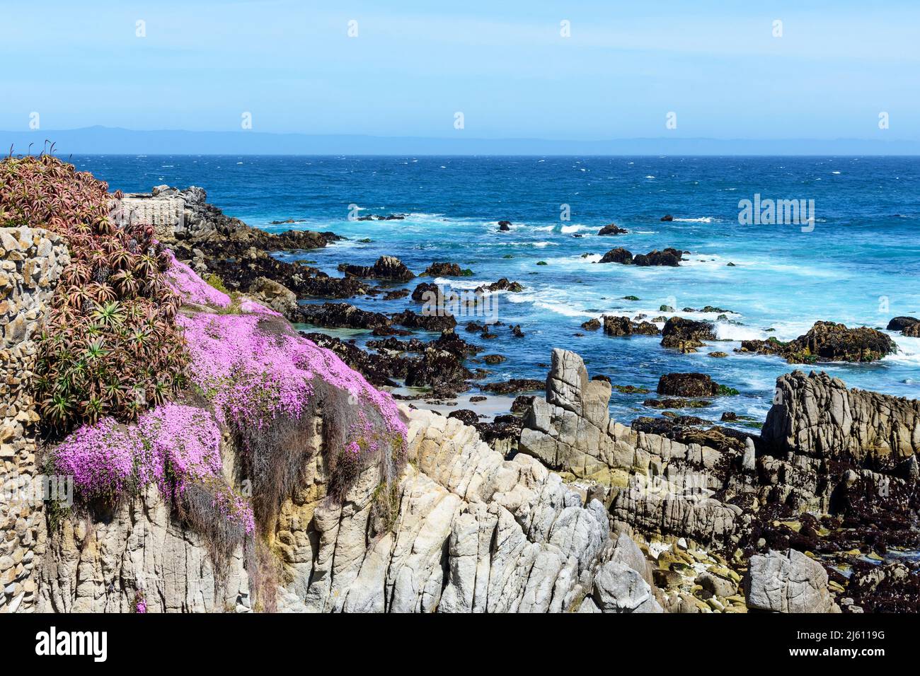 Fioritura pallida della pianta succulenta sulla costa rocciosa della baia di Monterey a Pacific Grove, California Foto Stock