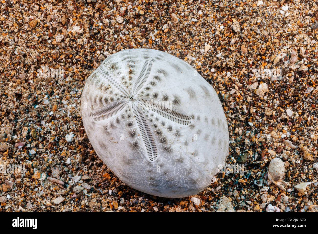 Questo è il guscio delicato o prova di un riccio di cuore morto, Brissus latecarinatus, Hawaii. I nomi più comuni includono riccio irregolare, mouse marino e se Foto Stock