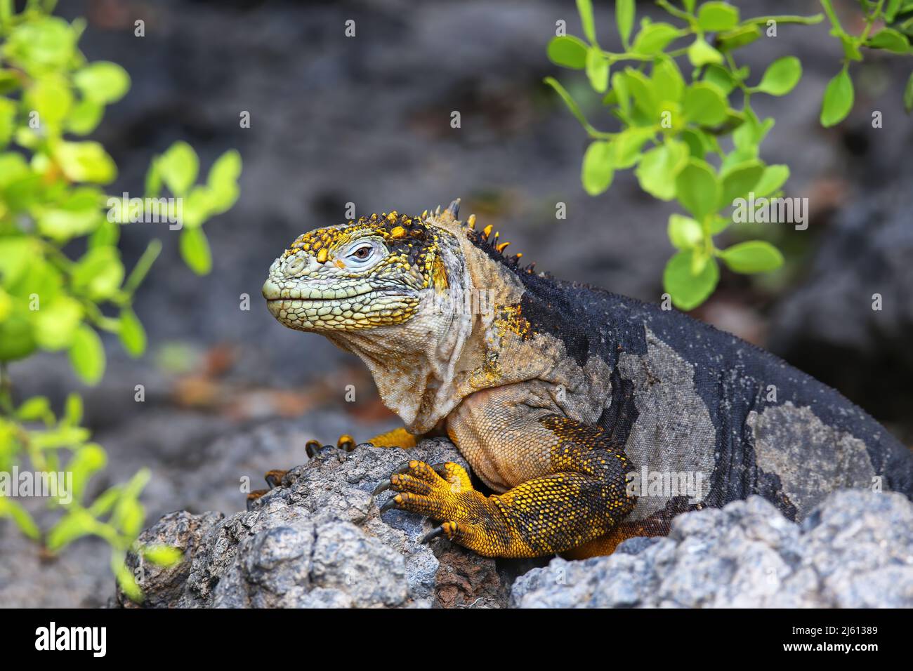 Galapagos terra iguana (Conolophus subcristate) su South Plaza Island, Parco Nazionale Galapagos, Ecuador. E' endemico per le isole Galapagos. Foto Stock