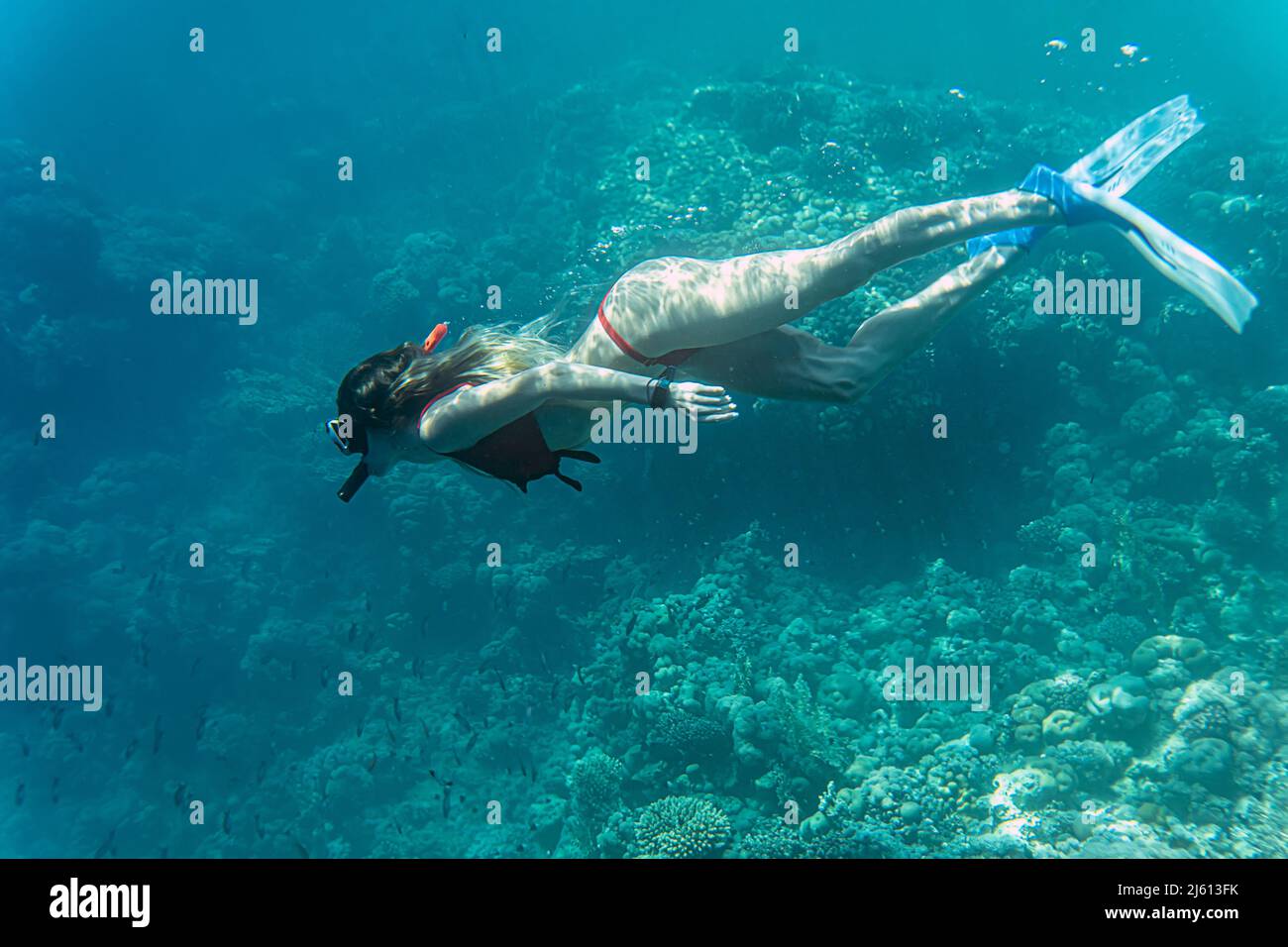Il mondo subacqueo. Coral pesci del mar Rosso. Egitto Foto Stock