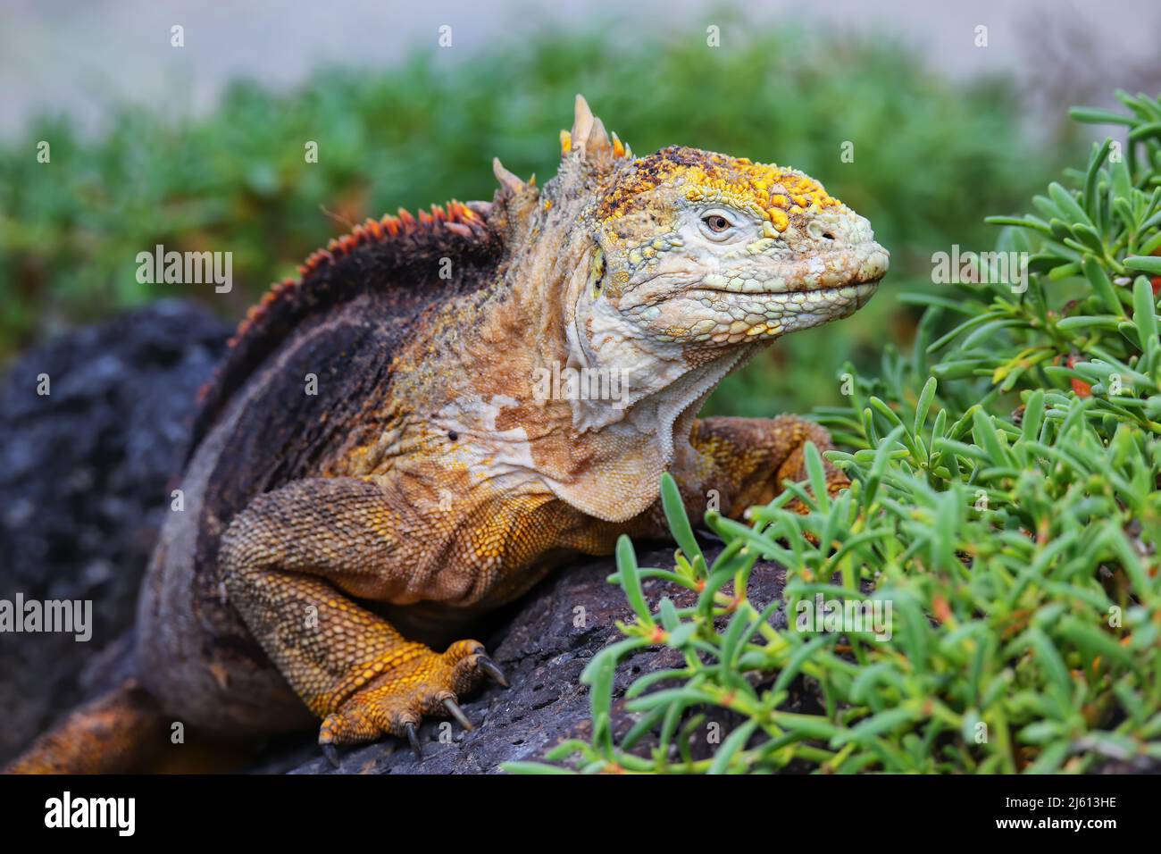 Galapagos terra iguana (Conolophus subcristate) su South Plaza Island, Parco Nazionale Galapagos, Ecuador. E' endemico per le isole Galapagos. Foto Stock