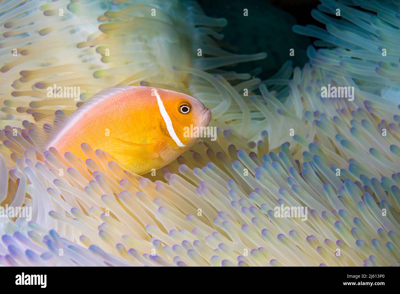 Questo comune, anemonefish Amphiprion perideraion, è più spesso associato con l'anemone, Heteractis magnifica, come illustrato qui, Yap, Microne Foto Stock