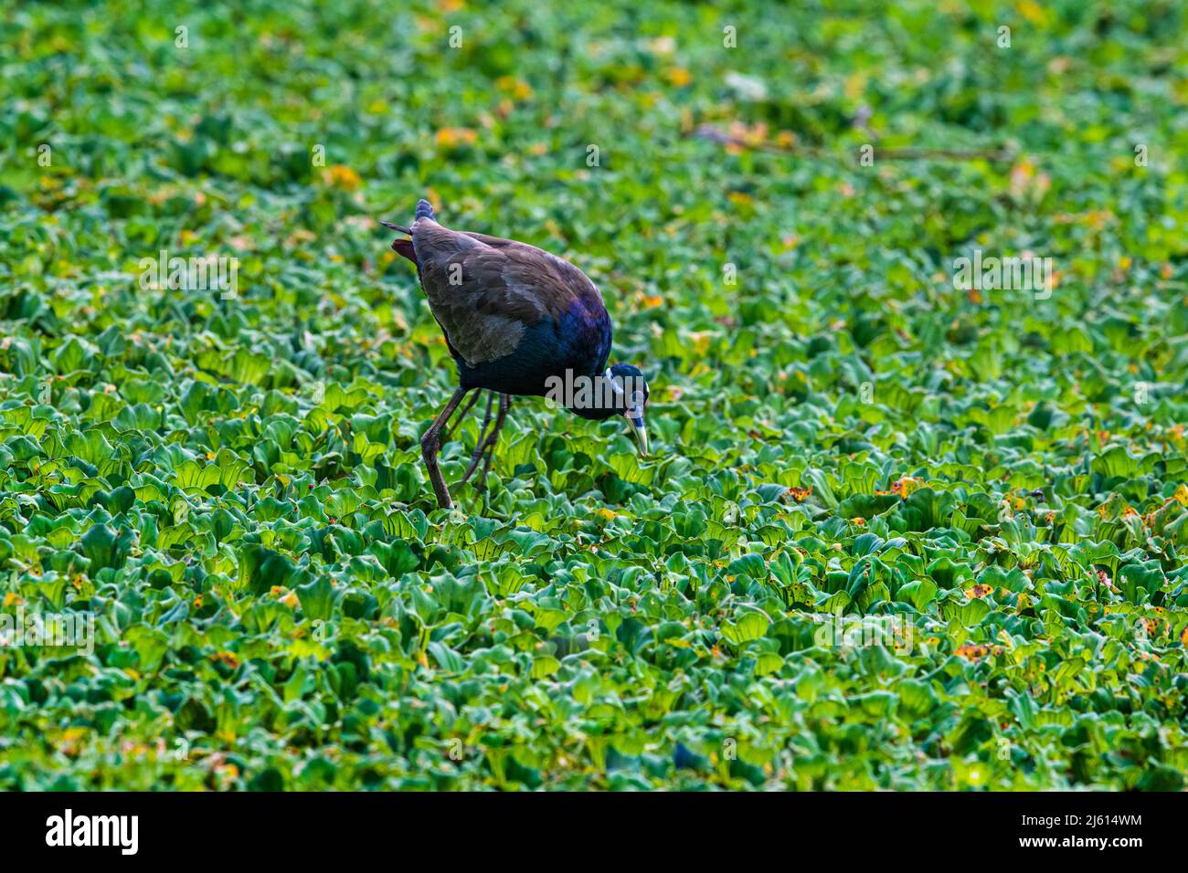 Jacana alata di bronzo o Metopidius indica uccello con il giovane in inverno mattina su piante d'acqua verde Foto Stock