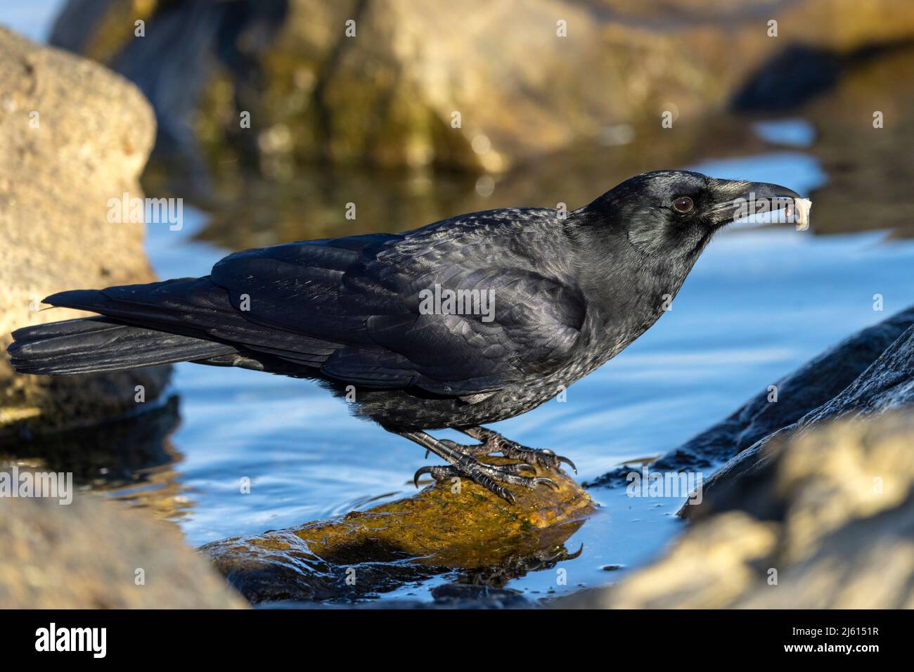 American Crow (Corvus brachyrhynchos) - a Cattle Point in Uplands Park, Oak Bay. Vicino a Victoria, Vancouver Island, British Columbia, Canada Foto Stock