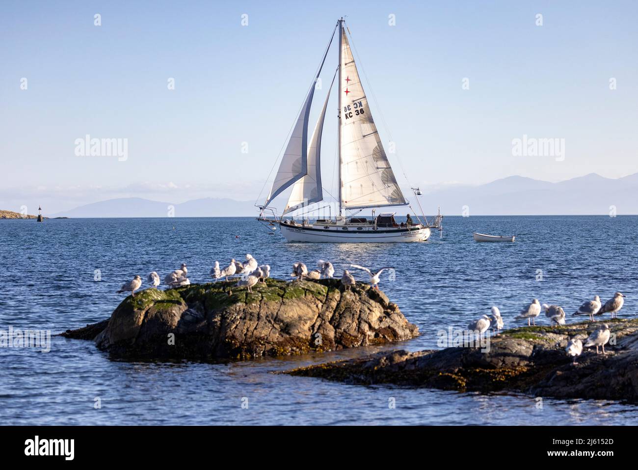 Barca a vela al largo della costa di Oak Bay - vicino Victoria, Vancouver Island, British Columbia, Canada Foto Stock