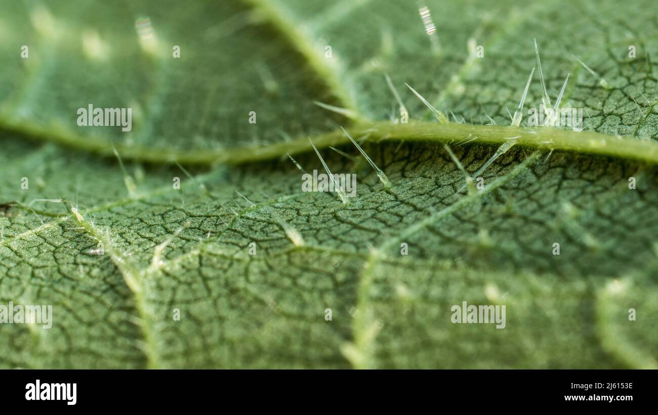 Primo piano della foglia di ortica urtica (Urtica dioica) che mostra le cellule di pungitura o i capelli del trichome o le spicules che causano l'irritazione della pelle - istamina, serotone Foto Stock