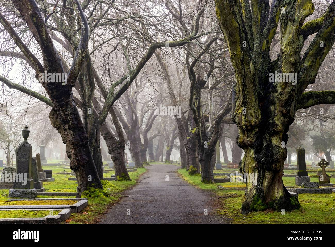Foggy alberato percorso nel cimitero di Ross Bay - Victoria, Vancouver Island, British Columbia, Canada Foto Stock